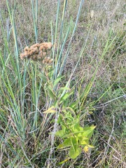Vernonia baldwinii