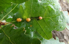 Xanthoteras eburneum