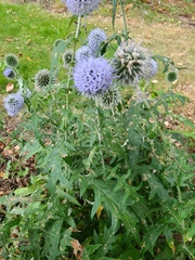Echinops bannaticus