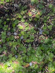 Alchemilla orbiculata