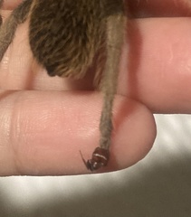 Pogonomyrmex barbatus