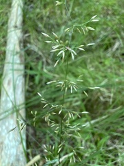Agrostis gigantea