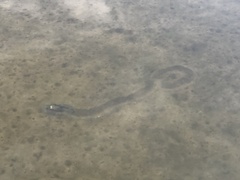 Unionidae