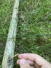 Agrostis gigantea