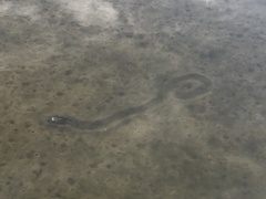Unionidae