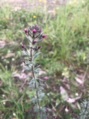 Parentucellia latifolia