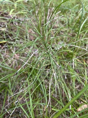 Equisetum