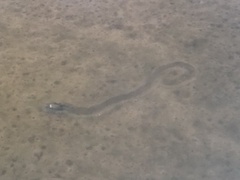 Unionidae