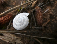 Oreohelix