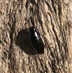Pseudomorphini