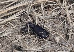 Cicindela purpurea