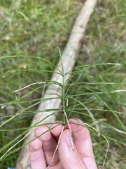 Equisetum