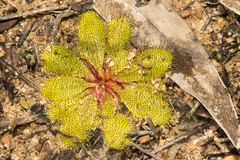Drosera bulbosa
