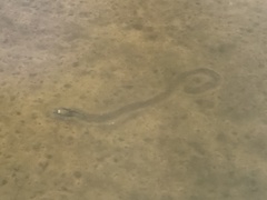 Unionidae