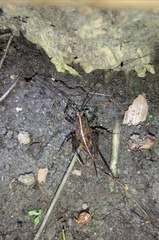 Macropathinae