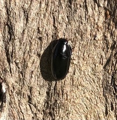 Pseudomorphini
