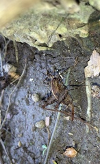 Macropathinae