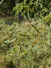 Amorpha fruticosa