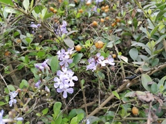 Duranta triacantha