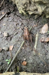 Macropathinae