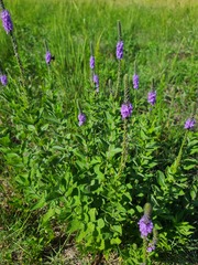 Verbena stricta
