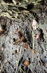 Macropathinae