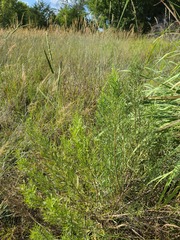 Baccharis salicina