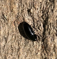 Pseudomorphini