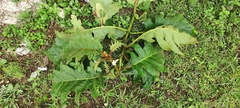 Solanum chrysotrichum