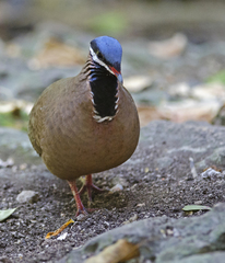 Starnoenas cyanocephala