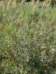 Baccharis salicina