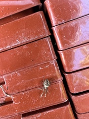 Uloborus