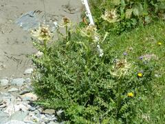 Cirsium spinosissimum