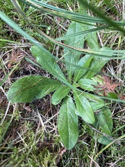 Pilosella aurantiaca