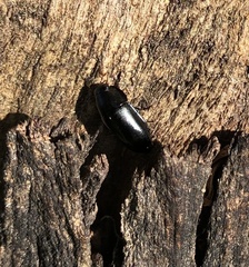 Pseudomorphini