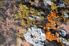 Polycauliona candelaria