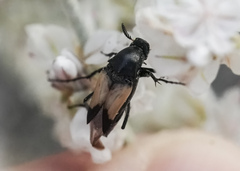 Macrosiagon dimidiata