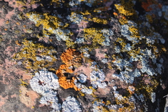 Polycauliona candelaria