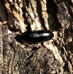 Pseudomorphini