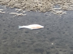 Carpiodes carpio