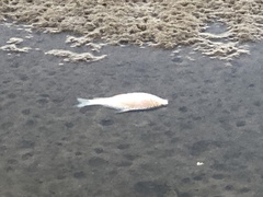 Carpiodes carpio