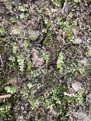 Plagiomnium cuspidatum