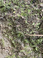 Plagiomnium cuspidatum