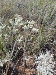 Eriogonum annuum