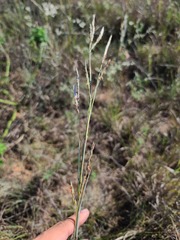 Andropogon hallii