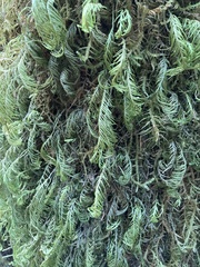 Dendroalsia abietina