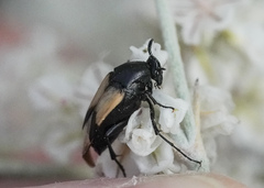 Macrosiagon dimidiata