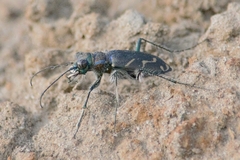 Cicindela tranquebarica