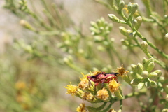 Apiomerus flaviventris
