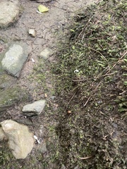 Plagiomnium cuspidatum